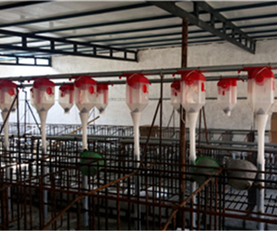 桂林养猪自动化料线